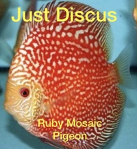 JUST DISCUS BUY 5 GET 1 FREE from ONLY £32 @3-3.5” and thousands of top quality Discus to choose from and the biggest selection in the U.K. Cheapest prices guaranteed.