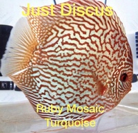 JUST DISCUS BUY 5 GET 1 FREE from ONLY £32 @3-3.5” and thousands of top quality Discus to choose from and the biggest selection in the U.K. Cheapest prices guaranteed.