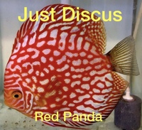 JUST DISCUS BUY 5 GET 1 FREE from ONLY £32 @3-3.5” and thousands of top quality Discus to choose from and the biggest selection in the U.K. Cheapest prices guaranteed.