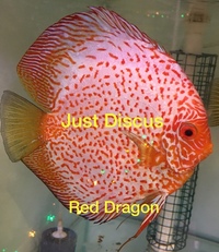 JUST DISCUS BUY 5 GET 1 FREE from ONLY £32 @3-3.5” and thousands of top quality Discus to choose from and the biggest selection in the U.K. Cheapest prices guaranteed.