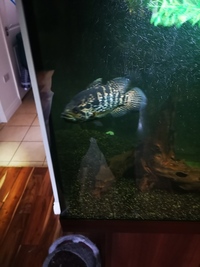 Jaguar cichlid