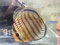 Over 800 discus in stock @ CHESHIRE OAKS DISCUS..from £20. stock on youtube