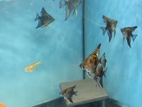 Angelfish Sale