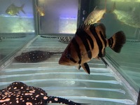 Massive 4 Bar Datnoid Tiger fish