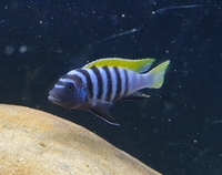 Cynotilapia Zebroides Jalo Reef F1 - Stunning Mbuna