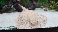 Freshwater Mantilla stingray £300