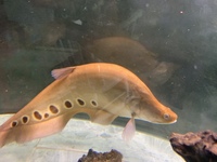 Clown knife fish