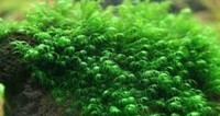 Fissidens Fontanus Moss, £7.50 per portion