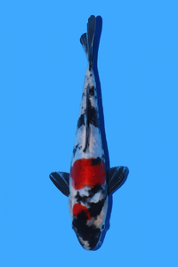 Japanese koi