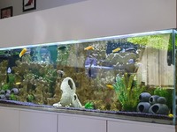 Full cichlid setup SOLD