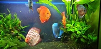 6 discus fish