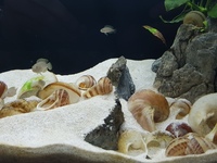 Multifasciatus shell dwellers for sale Bedford.