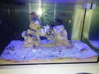 Upgraded Marine Tank Full Set Up For Sale