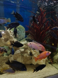 Mixed Malawi Cichlids