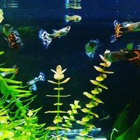 Variegated Guppys (Red/Blue)