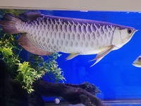 21inch Highback redtail golden Arowana bargain price