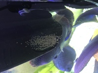 Stenker discus for sale