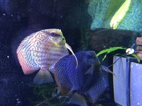 Stenker discus for sale