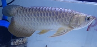 New Arowana Stock Ready