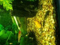 Fully Grown Breeding trio Lemon Bristlenose (not albino)