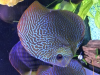 5 cheap stendker discus