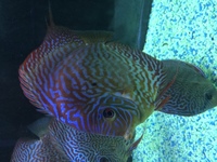 Discus