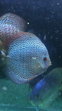 Discus