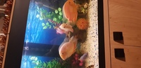 3 large golden severum cichlids.