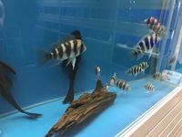 Aquatic Shop Contents For Sale