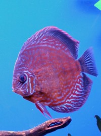 Discus fish