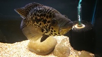 JAGUAR CICHLID PAIR