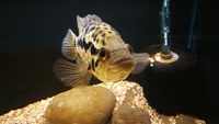 JAGUAR CICHLID PAIR