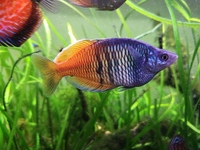 Group of 9 adult spawning boesemani rainbowfish