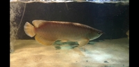 Motoro stingray pair and Asian banjar arowana