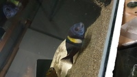 TROPHEUS Duboisi Maswa s SOLD SOLD SOLD