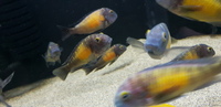 Tropheus Kasakalawe Breeding Group ALL SOLD NOW 