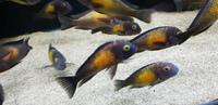 Tropheus Kasakalawe Breeding Group ALL SOLD NOW 