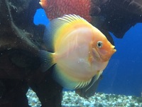 Over 800 discus in stock @ CHESHIRE OAKS DISCUS..from £20. stock on youtube