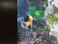 4 Oscars Cichlids 2 are breeding pair.