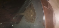 15 inches FEMALE MOTORO STINGRAY FOR SALE.arowana