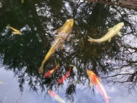 Koi for SALE