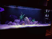 5ft 450L juwel tank £500 Ono give me a text 07366415877