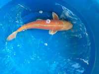 7 x Koi carp for sale 24 inches - 28 inches