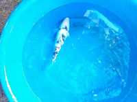 7 x Koi carp for sale 24 inches - 28 inches