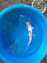 7 x Koi carp for sale 24 inches - 28 inches