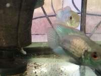 Breeding pair of electric blue acara