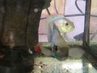 Breeding pair of electric blue acara