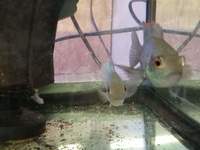 Breeding pair of electric blue acara