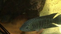 Rare American cichlids for sale