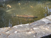 2 large Koi carp for sale